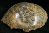 Polished Fossil Coral Head - Morocco #12128-1